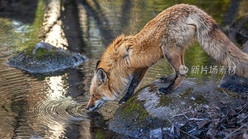 红狐狸(Vulpes Vulpes)， Renard roux。